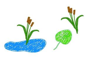 Simple doodle-style illustration of cattails growing near a pond with a floating leaf in a playful, childlike art style. A set of wetland plants. vector