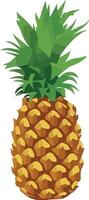 A pineapple is shown on a white background vector