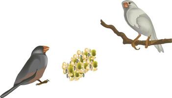 Birds and seeds, java sparrow eating birdseed and white bird perching on branch vector