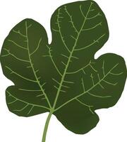 Illustration of a single fig leaf with detailed veins and lobes, isolated on a white background vector