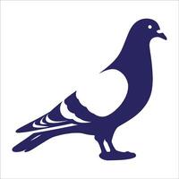A pigeon is standing on a white background vector