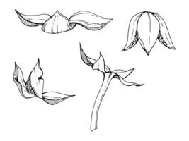 Cloudberry raspberry fruit receptacle seed pod torus cluster petals leaves on stem, hand drawn ink, forest dewberry boysenberry mulberry loganberry. Botanical isolated element illustration vector