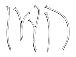 Tree berry flower or bush plant stem branch twig with no leaves hand drawn ink, early spring, late autumn or winter. Botanical illustration element isolated on white. Wedding, florist shop. vector
