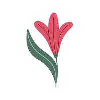 Stem with leaves and flower of Pink Lily. Flower of red Lily, isolated on white background. Doodle style. Hand drawn icon. vector