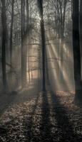 Ethereal Dawn. Sunlight Streaming Through a Misty Forest Creating Light and Shadow Patterns photo
