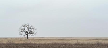 Solitary Tree in Minimalist Landscape Under Overcast Sky for Design and Print photo