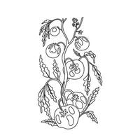 Botanical Line art drawing of growing tomatoes on branches with leaves and fruits isolated on white background. Hand drawn outline doodle plant with stems and vegetables Tomato illustration vector