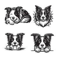 The Playful Nature of a Border Collie vector