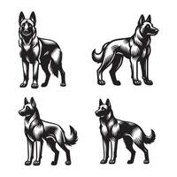 The Agile Border Collie vector