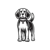 Curious Beagle Standing Tall vector