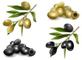 Realistic Detailed 3d Different Olive Branch Set. vector