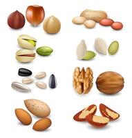 Realistic Detailed 3d Different Nuts Set. vector