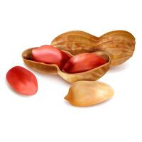 Realistic Detailed 3d Peanut in Nutshell Set. vector