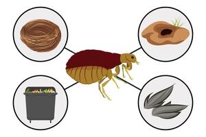 Main flea habitats showing a flea and its favorite environments, including bird nests, animal burrows, garbage and animal hair vector