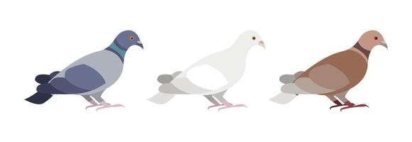 Minimalist illustration featuring three pigeons, one gray, one white, and one brown, variations in plumage vector