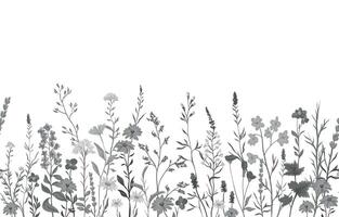 illustration of monochrome background with various wildflowers and delicate plants, seamless from right to left vector
