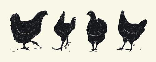 Collection of Pencil Drawing of Vintage Chickens. Grunge designs of hens with subtle grainy texture. Cartoon hand drawn birds vector