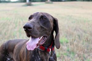 A dog with its tongue out in a field photo
