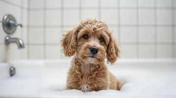 Puppy goldendoodle enjoys a relaxing bubble bath in a white tub surrounded by tiled walls on a sunny afternoon photo
