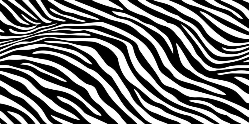 Background with zebra stripes. Horizontal banner with stylish bold curved lines. Black and white wallpaper. illustration.