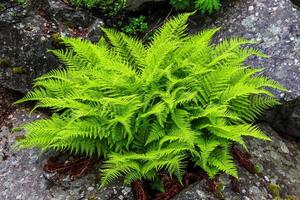 Bright green fern growing between rocks in a garden photo