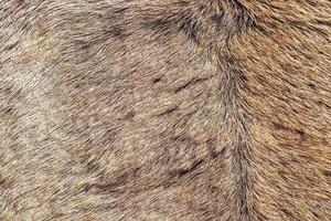 Close up of brown animal fur texture creating soft background photo