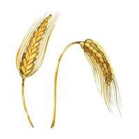 Wheat and rye ear, hand drawn with watercolor and isolated on white background. Set of watercolor illustrations. Suitable for printing on fabric, paper, for food packaging design, bakeries vector