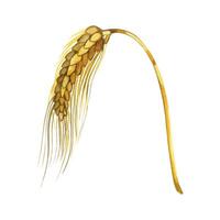 Wheat and rye ear, hand drawn with watercolor and isolated on white background. Set of watercolor illustrations. Suitable for printing on fabric, paper, for food packaging design, bakeries vector