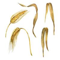 Wheat, rye, ears, wheat leaves hand-drawn in watercolor. Set of watercolor illustrations. Suitable for printing on fabric, paper, for product packaging design, bakeries vector
