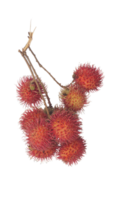 A Bunch of Rambutan Fruit on Transparent Background png