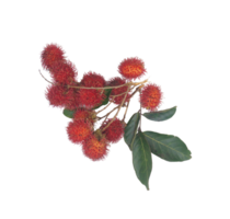 A Bunch of Rambutan Fruit with Leaves on Transparent Background png