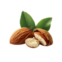 Whole almond with its rough brown outer shell. png