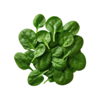 Fresh spinach leaves arranged in a circular pile. png