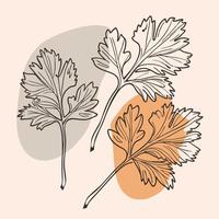 Three leaves of parsley on a light background vector