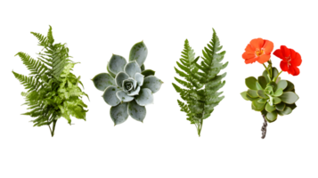 Green Ferns Succulents and Red Flower on Transparent Background png