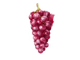 Watercolor Red Grape Cluster on Transparent Background png