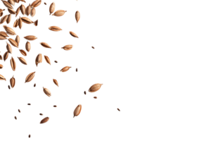 Brown Seeds Falling on Transparent Background png