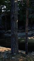 Sunlight Filtering Through Pine Trees in a Forest video