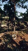 Dense Forest With Trees and Rocks video