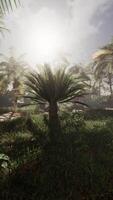 Palm Tree Standing in Grassy Field video