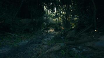 Dirt Path Cutting Through Dense Forest video