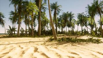 A sandy beach with palm trees and the ocean in the background video