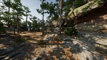 Dense Forest With Trees and Rocks video
