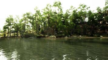Water Body With Trees in the Background video