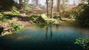 Lake Surrounded by Trees in Forest video