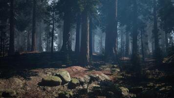 Sequoia Forest With Abundant Trees and Rocks video