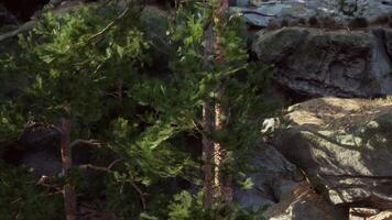 A large rock with a tree growing out of it video