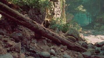 Dense Forest Landscape With Rocks and Trees video
