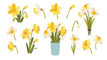Set of flat daffodils. Yellow spring flowers on white background. botanical elements vector