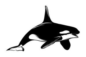 illustration of an orca whale in black and white vector